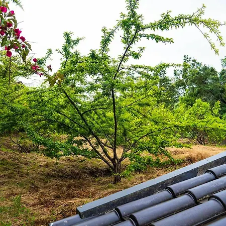 Spacious House In With Terrace And Parking Included * Santana (Madeira)